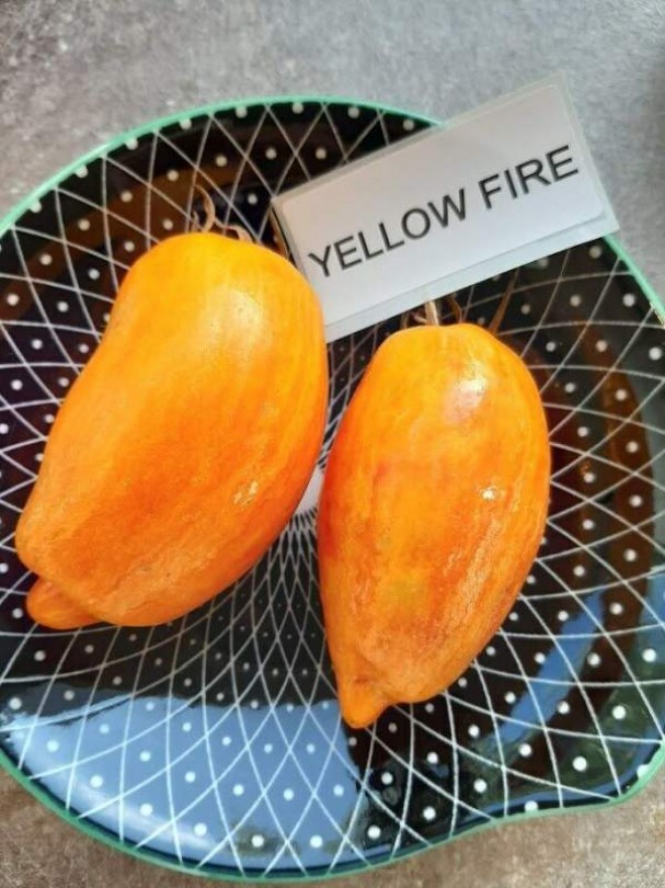 Yellow Fire paradicsom - Paradicsom különlegességek az Egzotikus Növények Stúdiója kínálatából